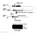 Fig. 35 - Mesoderm and definitive endoderm cell populations
