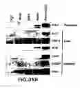 Fig. 44 - Mesoderm and definitive endoderm cell populations