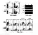 Fig. 45 - Mesoderm and definitive endoderm cell populations