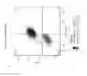 Fig. 12 - Derivation of human microglia from pluripotent stem cells