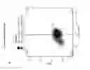 Fig. 13 - Derivation of human microglia from pluripotent stem cells