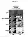 Fig. 09 - Compositions for mesoderm derived ISL1+ multipotent cells (IMPs), epicardial progenitor cells (EPCs) and multipotent C56C cells (C56Cs) and methods of producing and using same