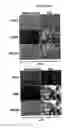 Fig. 10 - Compositions for mesoderm derived ISL1+ multipotent cells (IMPs), epicardial progenitor cells (EPCs) and multipotent C56C cells (C56Cs) and methods of producing and using same