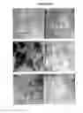 Fig. 19 - Compositions for mesoderm derived ISL1+ multipotent cells (IMPs), epicardial progenitor cells (EPCs) and multipotent C56C cells (C56Cs) and methods of producing and using same
