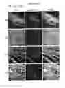 Fig. 59 - Compositions for mesoderm derived ISL1+ multipotent cells (IMPs), epicardial progenitor cells (EPCs) and multipotent C56C cells (C56Cs) and methods of producing and using same