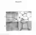 Fig. 65 - Compositions for mesoderm derived ISL1+ multipotent cells (IMPs), epicardial progenitor cells (EPCs) and multipotent C56C cells (C56Cs) and methods of producing and using same