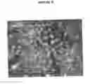 Fig. 68 - Compositions for mesoderm derived ISL1+ multipotent cells (IMPs), epicardial progenitor cells (EPCs) and multipotent C56C cells (C56Cs) and methods of producing and using same