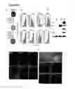 Fig. 80 - Compositions for mesoderm derived ISL1+ multipotent cells (IMPs), epicardial progenitor cells (EPCs) and multipotent C56C cells (C56Cs) and methods of producing and using same