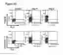 Fig. 90 - Compositions for mesoderm derived ISL1+ multipotent cells (IMPs), epicardial progenitor cells (EPCs) and multipotent C56C cells (C56Cs) and methods of producing and using same