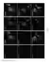Fig. 06 - Methods for reprogramming differentiated non-cardiac cells into cardiomyocytes