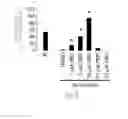 Fig. 11 - Methods for reprogramming differentiated non-cardiac cells into cardiomyocytes