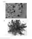 Fig. 02 - Mammalian muscle-derived stem cells