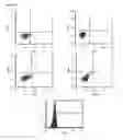 Fig. 03 - Mammalian muscle-derived stem cells