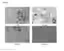 Fig. 05 - Mammalian muscle-derived stem cells