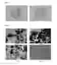 Fig. 06 - Mammalian muscle-derived stem cells