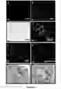 Fig. 03 - Epithelial cell differentiation of human mesenchymal stromal cells
