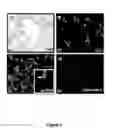 Fig. 04 - Epithelial cell differentiation of human mesenchymal stromal cells