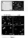 Fig. 08 - Epithelial cell differentiation of human mesenchymal stromal cells