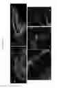 Fig. 07 - Human pluripotent stem cell-based models for predictive developmental neural toxicity