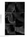 Fig. 08 - Human pluripotent stem cell-based models for predictive developmental neural toxicity