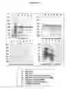 Fig. 11 - Manufacture of active highly phosphorylated human N-acetylgalactosamine-6-sulfatase and uses thereof