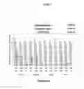 Fig. 18 - Manufacture of active highly phosphorylated human N-acetylgalactosamine-6-sulfatase and uses thereof