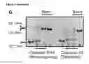 Fig. 04 - MODIFIED CASCADE RIBONUCLEOPROTEINS AND USES THEREOF