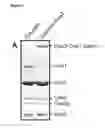Fig. 11 - MODIFIED CASCADE RIBONUCLEOPROTEINS AND USES THEREOF