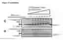 Fig. 13 - MODIFIED CASCADE RIBONUCLEOPROTEINS AND USES THEREOF