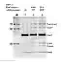 Fig. 24 - MODIFIED CASCADE RIBONUCLEOPROTEINS AND USES THEREOF