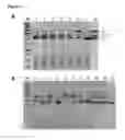 Fig. 25 - MODIFIED CASCADE RIBONUCLEOPROTEINS AND USES THEREOF