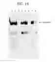 Fig. 20 - B-1,3-glucanase, polynucleotide, recombinant vector, transformant, production method for B-1,3- glucanase, enzyme preparation, and production method for paramylon having reduced molecular weight