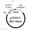 Fig. 04 - Effective method for specific gene silencing using artificial small RNA