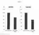 Fig. 18 - Compositions and methods for induced tissue regeneration in mammalian species