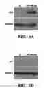 Fig. 02 - AGENTS AND METHODS FOR INHIBITING MIR-148A FOR THE MODULATION OF CHOLESTEROL LEVELS
