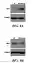 Fig. 07 - AGENTS AND METHODS FOR INHIBITING MIR-148A FOR THE MODULATION OF CHOLESTEROL LEVELS