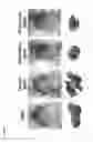 Fig. 09 - C-myc antisense oligonucleotides and methods for using the same to treat cell-proliferative disorders