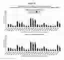 Fig. 22 - Methods and compositions for the specific inhibition of beta-catenin by double-stranded RNA