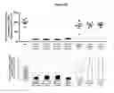 Fig. 33 - Methods and compositions for the specific inhibition of beta-catenin by double-stranded RNA