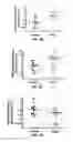 Fig. 07 - Methods and Compositions for the Treatment of Prostate Related Disorders using miR-1