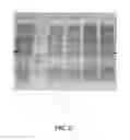 Fig. 28 - METHODS FOR ALTERING POLYPEPTIDE EXPRESSION AND SOLUBILITY