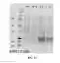 Fig. 32 - METHODS FOR ALTERING POLYPEPTIDE EXPRESSION AND SOLUBILITY