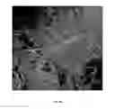 Fig. 121 - Manipulation of self-incompatibility in plants