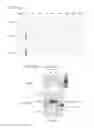 Fig. 07 - Methods of Mutating, Modifying or Modulating Nucleic Acid in a Cell or Nonhuman Mammal