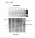 Fig. 08 - Methods of Mutating, Modifying or Modulating Nucleic Acid in a Cell or Nonhuman Mammal