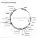 Fig. 09 - RECOMBINANT CELLS AND METHODS OF USING SUCH CELLS TO IDENTIFY CIRCADIAN RHYTHM MODULATORS