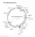 Fig. 10 - RECOMBINANT CELLS AND METHODS OF USING SUCH CELLS TO IDENTIFY CIRCADIAN RHYTHM MODULATORS