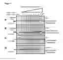 Fig. 02 - Modified cascade ribonucleoproteins and uses thereof