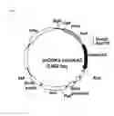 Fig. 02 - Codon-optimized gene for mutated shrimp luciferase and method for use thereof