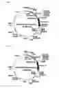 Fig. 06 - Codon-optimized gene for mutated shrimp luciferase and method for use thereof